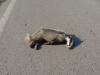 DSC08138.JPG