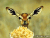 Deer-popcorn-gif.gif