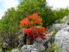 DSC01551.JPG