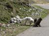 DSC01786.JPG