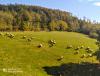 IMG_20201101_104619~2.jpg
