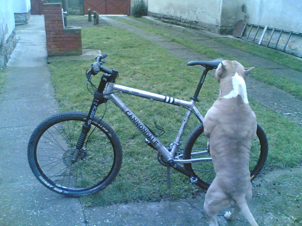 cannondale vs tajson