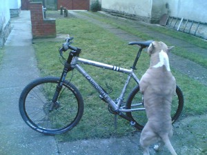 cannondale vs tajson