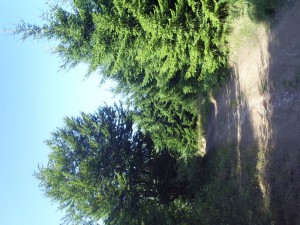 Cemernik kod Crne Trave 9