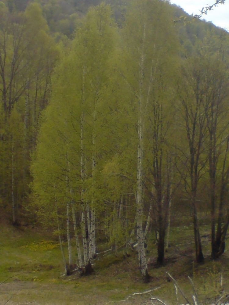 Cemernik kod Crne Trave 4