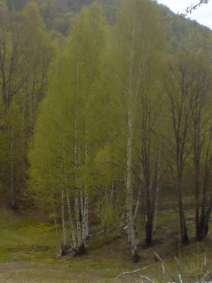 Cemernik kod Crne Trave 4