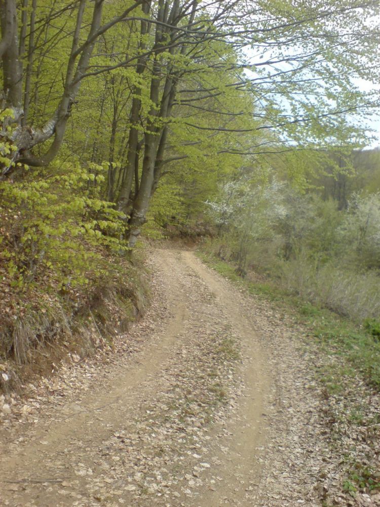 Cemernik kod Crne Trave 2