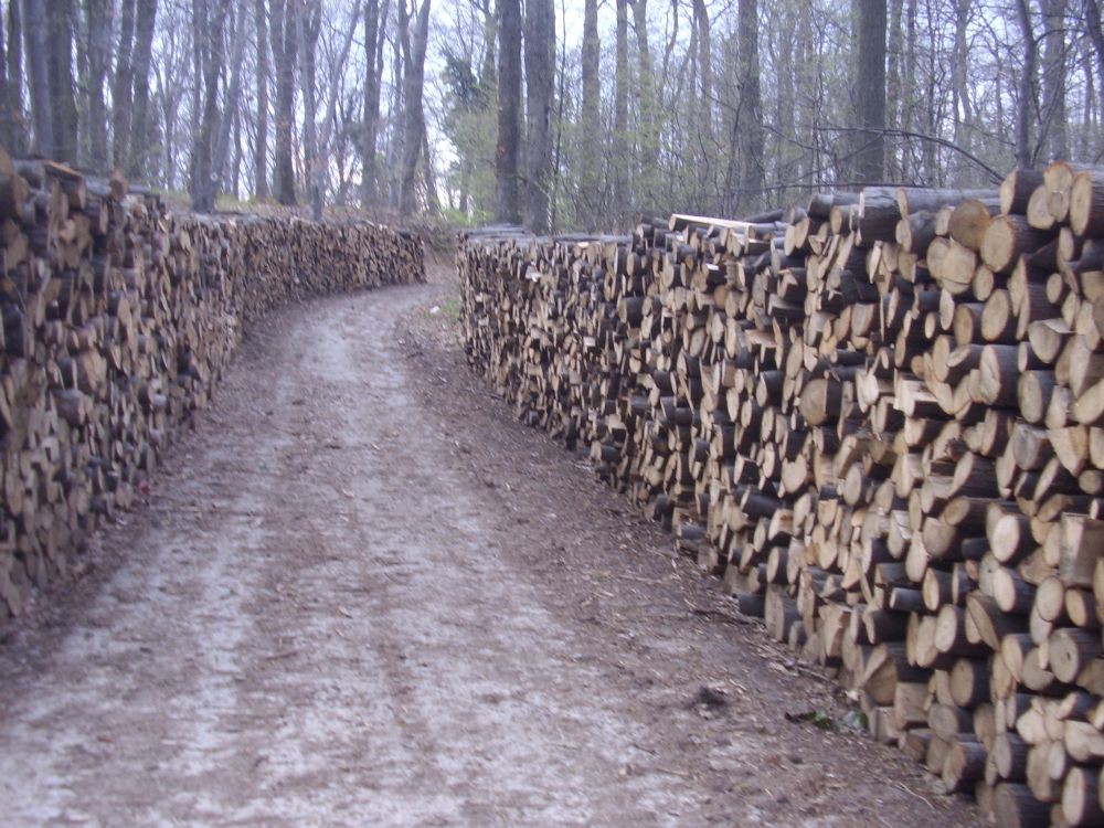 protest u starim ledincima-fruška gora