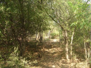 hippie trail