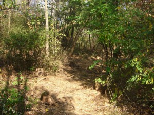 hippie trail