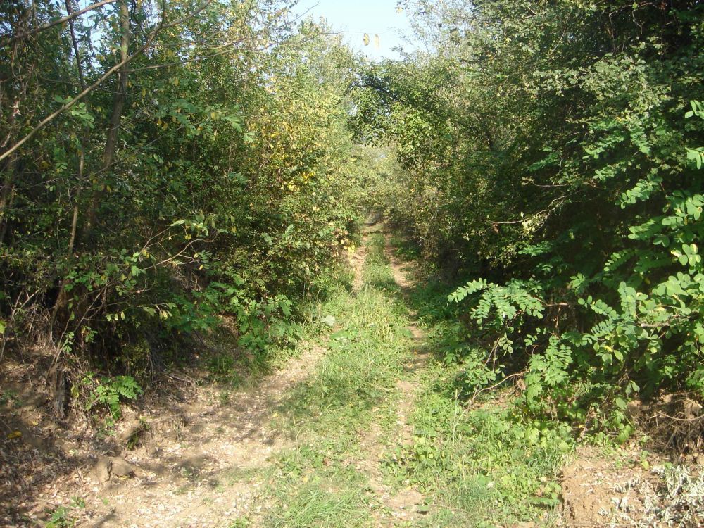 hippie trail