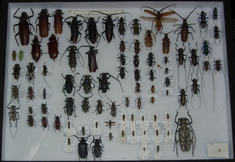 Bugs - 1