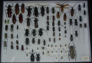 Bugs - 1