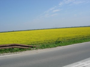Lepota
