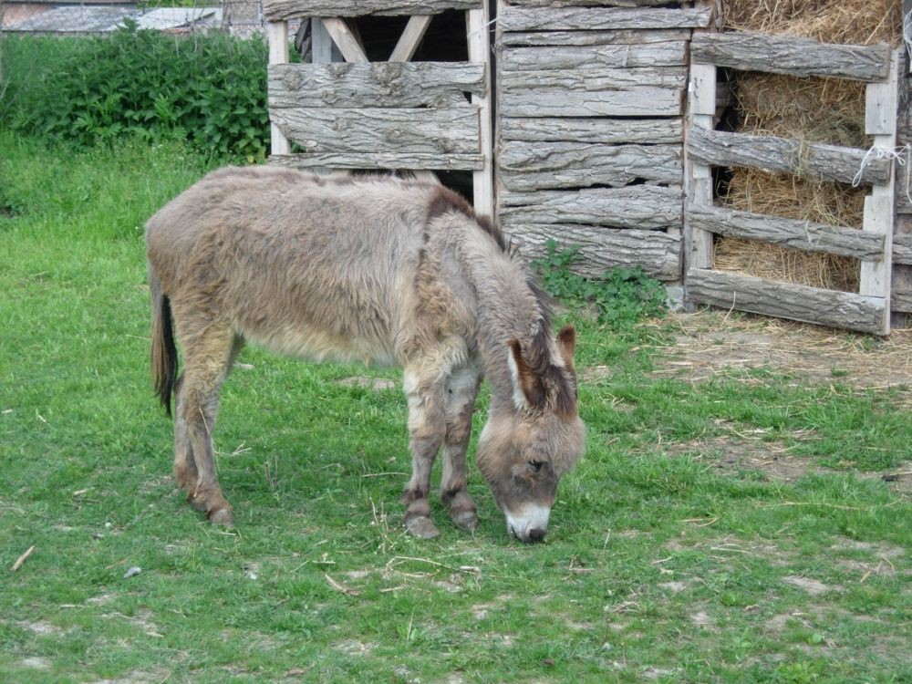 Zekin salaš - 17
