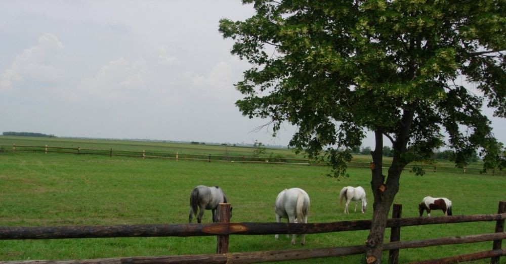Lepotani