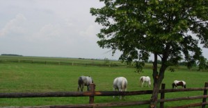 Lepotani