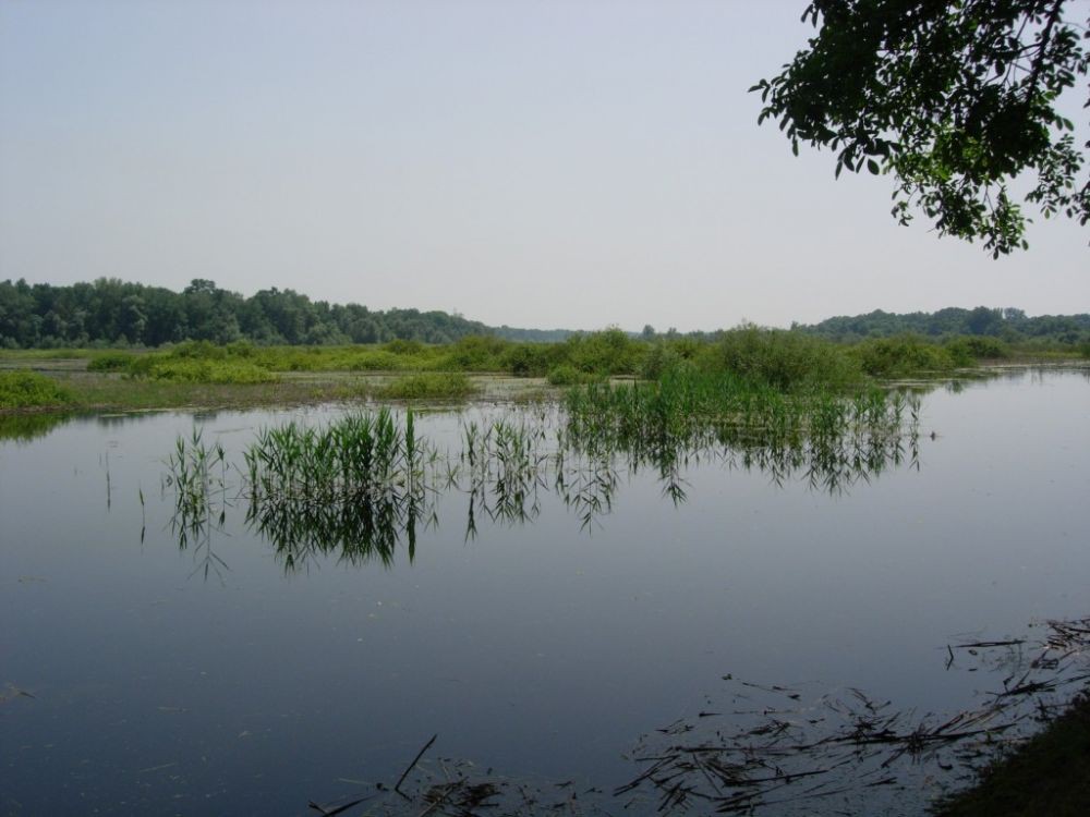 Obedska bara - 4