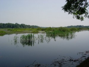 Obedska bara - 4