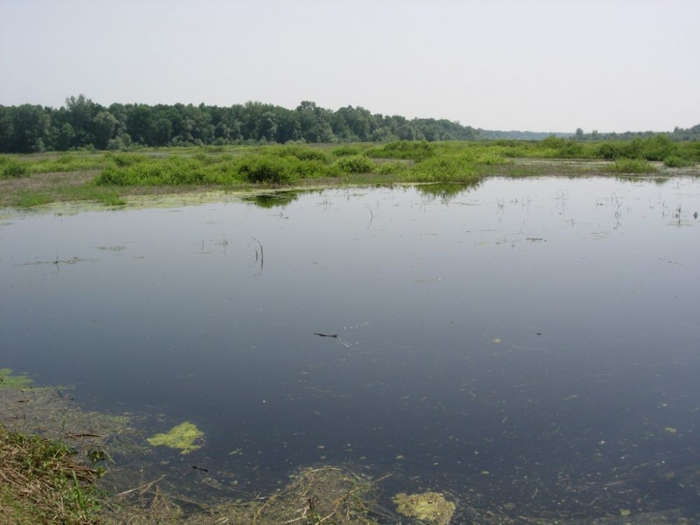 Obedska bara - 6