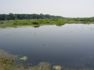 Obedska bara - 6