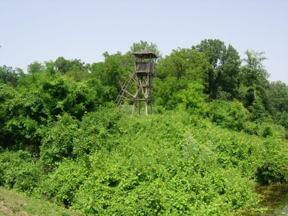 Obedska bara - 7