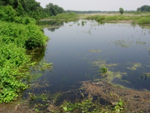Obedska bara - 8
