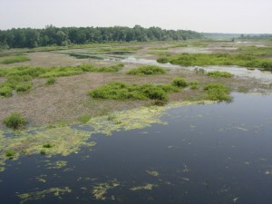 Obedska bara - 12