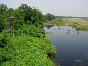 Obedska bara - 13