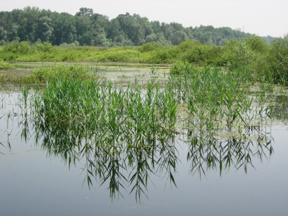 Obedska bara - 23
