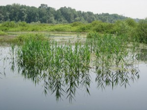 Obedska bara - 23
