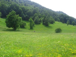 Jokića livade - etapa II