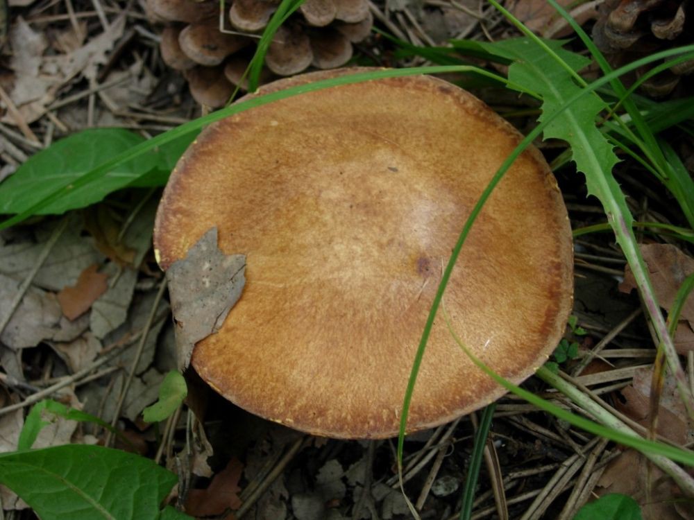 Pecurka