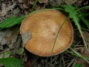 Pecurka