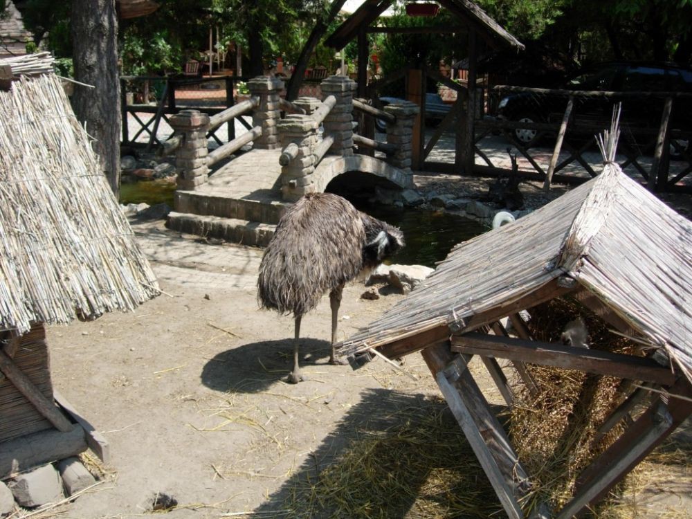 Flora &amp; fauna - 3