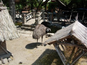 Flora &amp; fauna - 3