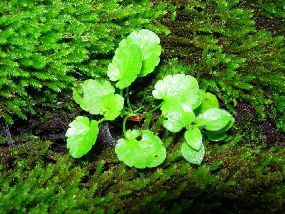 Lepota - 3