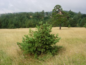 Divcibare - 2