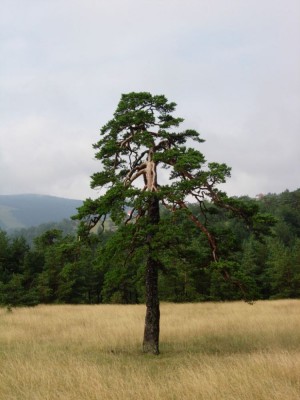 Divcibare - 3