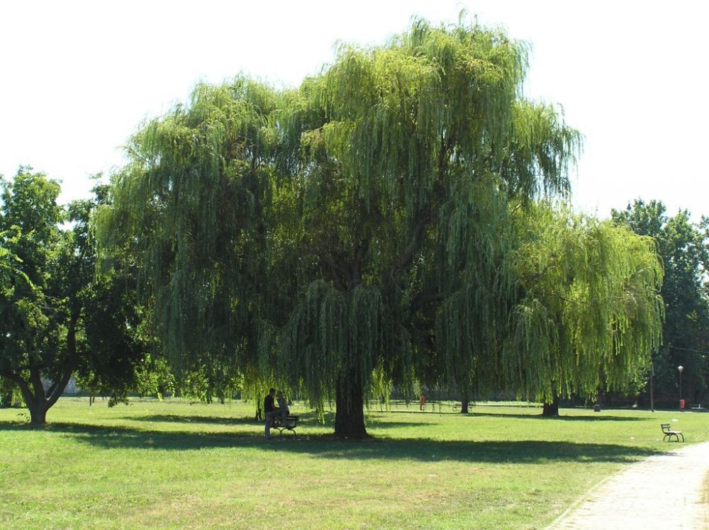 Smederevo - 5