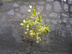 Smederevo - 9