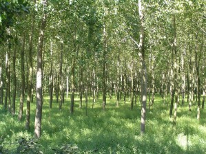 Secerana - 6