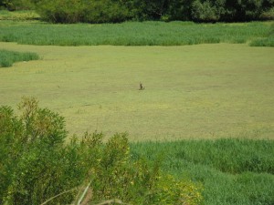 IMG_0718