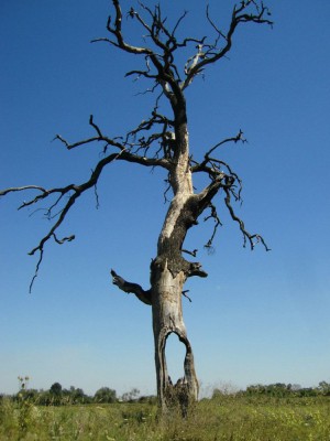 Copy of Picture 059