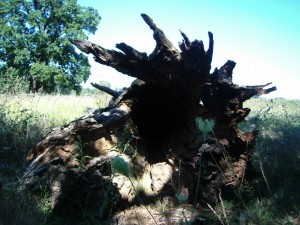 Picture 055