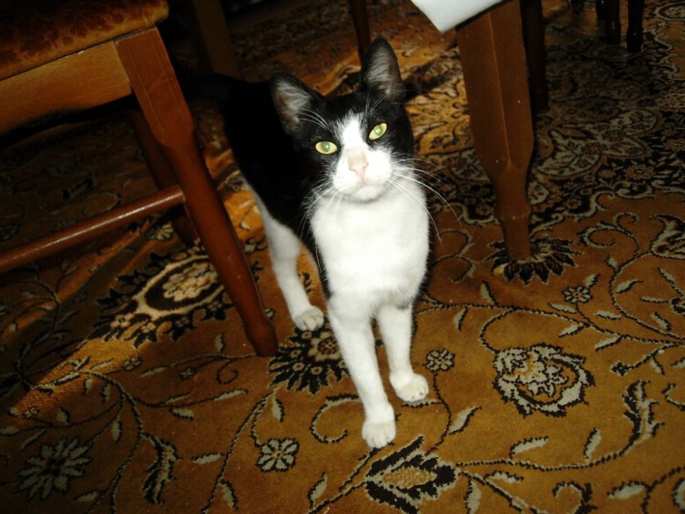 Bgd-NS-Bgd 18.09.2010