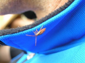 Windstopper