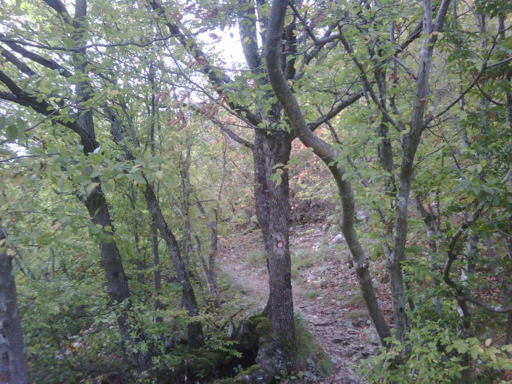 IMG00280-20101003-1328