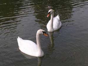 Novi Sad - 9