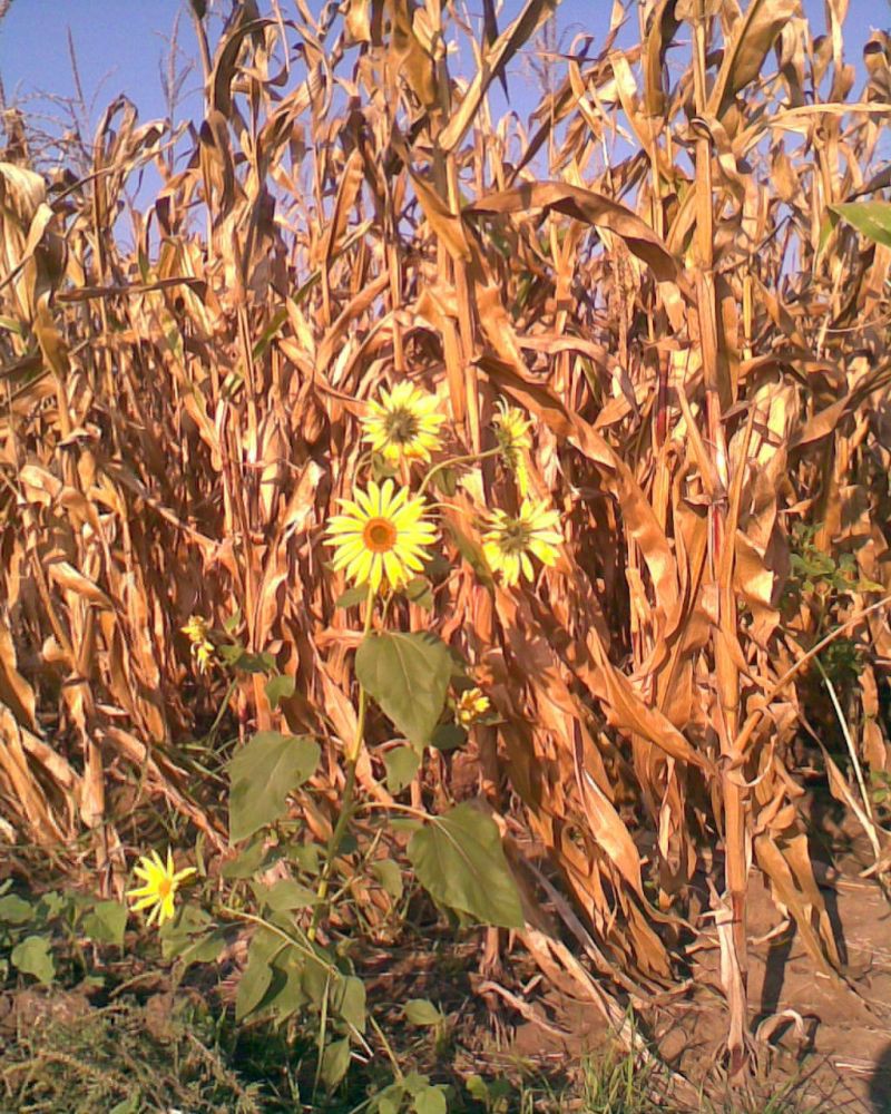 Skorenovac 09.10